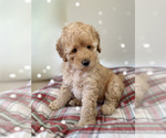 Small Photo #6 Poodle (Miniature) Puppy For Sale in NORTH RICHLAND HILLS, TX, USA