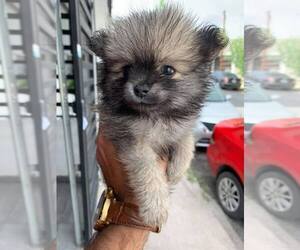 Pomeranian Puppy for sale in EL PASO, TX, USA