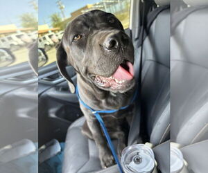 Mutt Dogs for adoption in Goodyear, AZ, USA