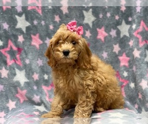Cockapoo Puppy for sale in LAKELAND, FL, USA