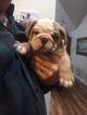 Small Photo #5 English Bulldog Puppy For Sale in HILLSBORO, NC, USA
