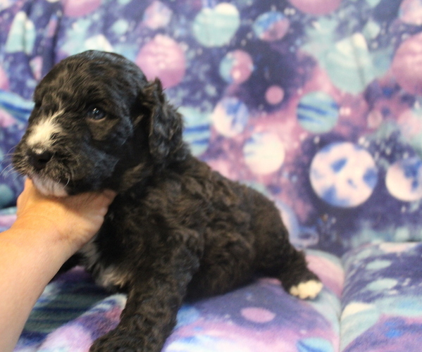 Medium Photo #6 Bernedoodle Puppy For Sale in JOICE, IA, USA