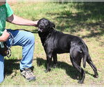 Small #3 Labrador Retriever Mix