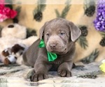 Small Photo #4 Labrador Retriever Puppy For Sale in CLAY, PA, USA