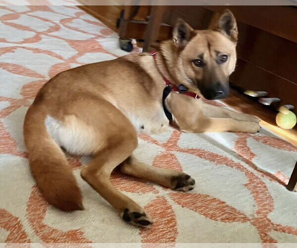 Medium Photo #7 Mutt Puppy For Sale in Princeton, MN, USA