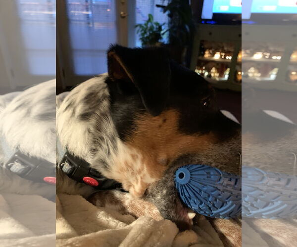 Medium Photo #2 Mutt Puppy For Sale in Woodland, CA, USA