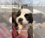 Small Photo #44 Saint Bernard Puppy For Sale in NEW MARKET, IA, USA