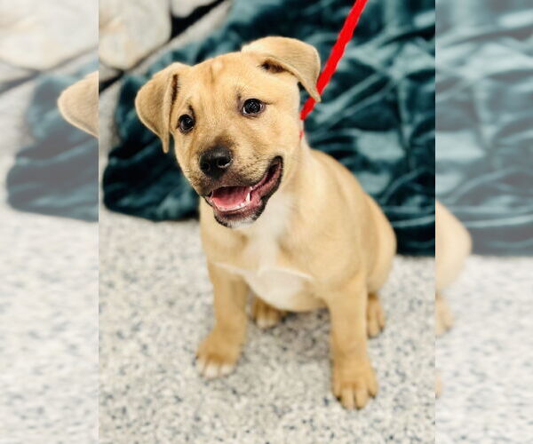 Medium Photo #2 American Pit Bull Terrier-Unknown Mix Puppy For Sale in Manahawkin, NJ, USA