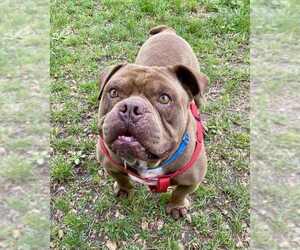 American Pit Bull Terrier Dogs for adoption in Petaluma, CA, USA