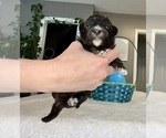 Small Photo #14 Aussiedoodle Miniature  Puppy For Sale in CLOVER, SC, USA