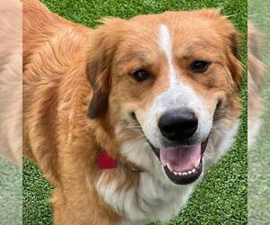 Australian Shepherd-Great Pyrenees Mix Dogs for adoption in San Diego, CA, USA