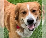 Small Australian Shepherd-Great Pyrenees Mix