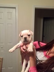 French Bulldog Puppy for sale in JACKSONVILLE BEACH, FL, USA