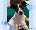 Small Photo #1 Rat Terrier Puppy For Sale in Plantation, FL, USA