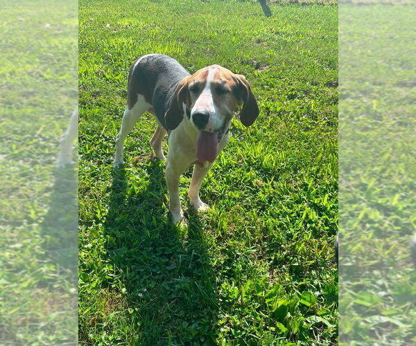 Medium Photo #2 Coonhound Puppy For Sale in Osgood, IN, USA