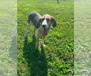Freddie - Male Coonhound Dog for Adoption - Photo #2