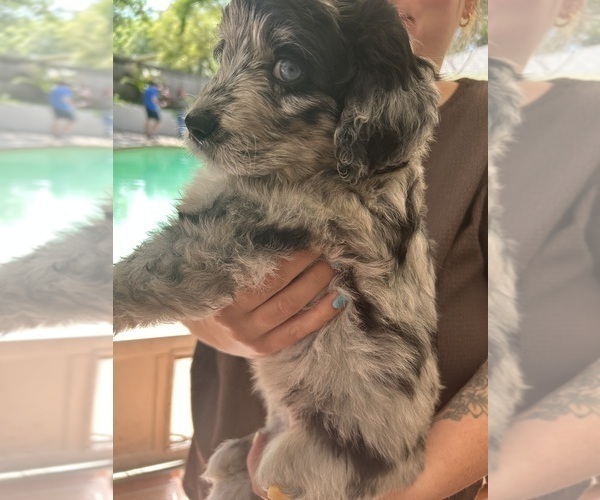 Medium Photo #7 Aussiedoodle Puppy For Sale in LONGWOOD, FL, USA