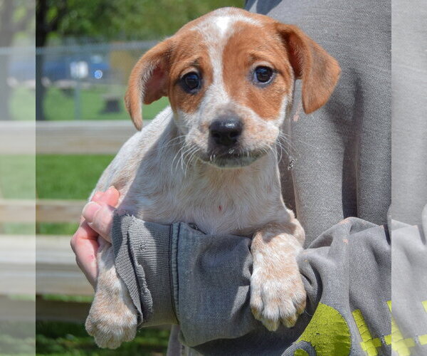 Medium Photo #3 Pug-Unknown Mix Puppy For Sale in Huntley, IL, USA