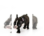 Small Photo #11 French Bulldog Puppy For Sale in BRANDON, FL, USA