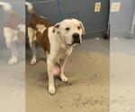 Small American Bulldog