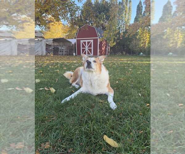 Medium Photo #11 Border Collie-Unknown Mix Puppy For Sale in Sandy, UT, USA