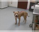 Small American Bulldog