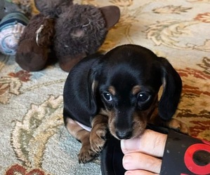 Dachshund Puppy for sale in COPPERAS COVE, TX, USA