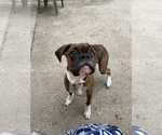 Small Photo #12 Boxer Puppy For Sale in KIMMELL, IN, USA