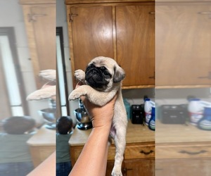 Pug Puppy for sale in VANCLEAVE, MS, USA