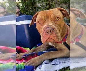 Dogue de Bordeaux-Unknown Mix Dogs for adoption in Alameda, CA, USA