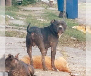 American Staffordshire Terrier-Unknown Mix Dogs for adoption in San Antonio, TX, USA