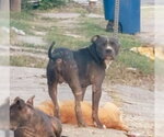 A827136 - Male American Staffordshire Terrier-Unknown Mix Dog for Adoption - Small photo