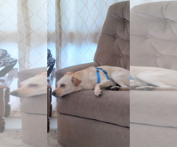 Medium Photo #3 Havanese-Labrador Retriever Mix Puppy For Sale in Chandler, AZ, USA