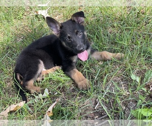 German Shepherd Dog Puppy for sale in LAFAYETTE, IN, USA