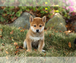 Small #13 Shiba Inu