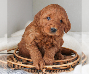 Goldendoodle-Poodle (Miniature) Mix Puppy for sale in CHRISTIANA, PA, USA