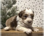 Small Photo #34 Aussiedoodle Miniature  Puppy For Sale in NEWBERRY, IN, USA