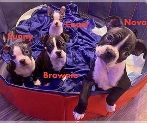Boston Terrier Litter for sale in RICHMOND, TX, USA