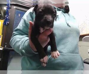 Texas Heeler-Unknown Mix Dogs for adoption in Tulsa, OK, USA