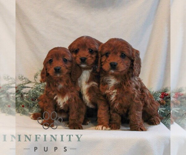 Medium Photo #2 Cavapoo (Miniature) Puppy For Sale in LITITZ, PA, USA