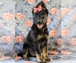 Small Photo #3 German Shepherd Dog Puppy For Sale in LINCOLN UNIV, PA, USA