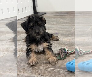 Havashire Puppy for sale in INDIANAPOLIS, IN, USA