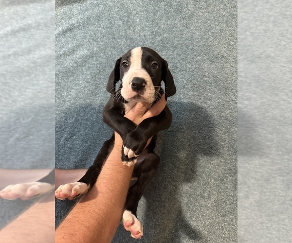 Medium Photo #2 Great Dane Puppy For Sale in RANSOMVILLE, NY, USA