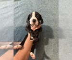 Small #1 Great Dane