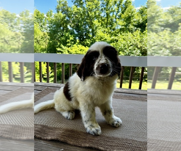 Medium Photo #1 Newfoundland Puppy For Sale in ROCKVILLE, IN, USA