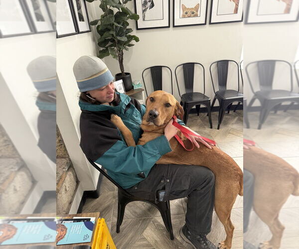 Medium Photo #11 Rhodesian Ridgeback-Unknown Mix Puppy For Sale in Brewster, NY, USA