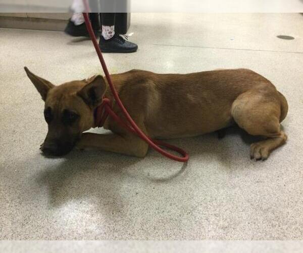 Medium Photo #1 German Shepherd Dog-Unknown Mix Puppy For Sale in Riverside, CA, USA