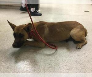 German Shepherd Dog-Unknown Mix Dogs for adoption in Riverside, CA, USA