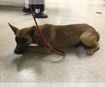 Small German Shepherd Dog Mix