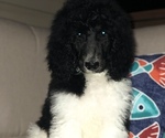 Small Photo #5 Poodle (Standard) Puppy For Sale in BELLA VISTA, AR, USA